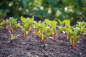 Preview: Jane Powers :  Living Garden . Gärtnern im Einklang mit der Natur