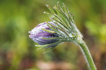 Jane Powers :  Living Garden . Gärtnern im Einklang mit der Natur