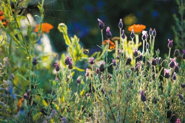 Jane Powers :  Living Garden . Gärtnern im Einklang mit der Natur