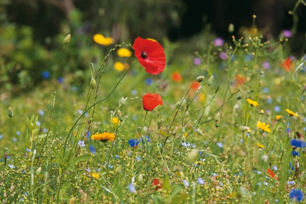 Jane Powers :  Living Garden . Gärtnern im Einklang mit der Natur